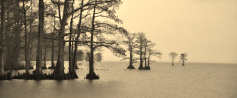 Roots of Edenton